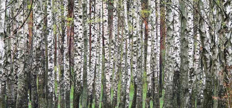 Береза термообработанная. Свойства древесины